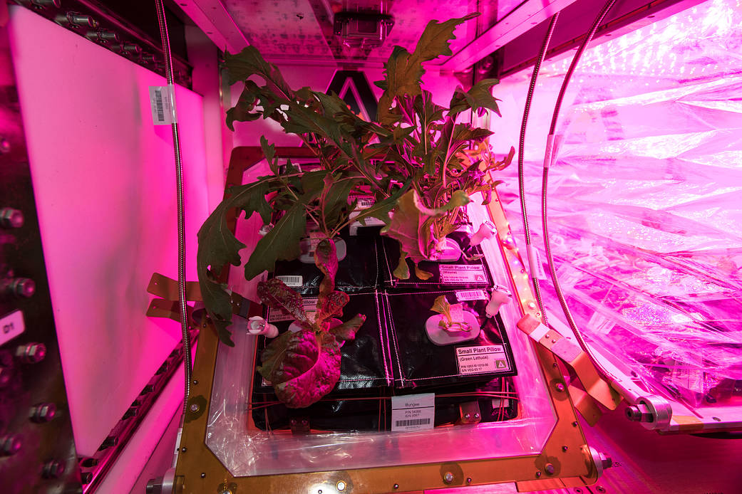 Crew members aboard the Space Station have grown two batches of mixed greens 