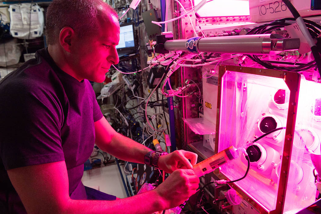 Astronaut David Saint-Jacques conducts botany research
