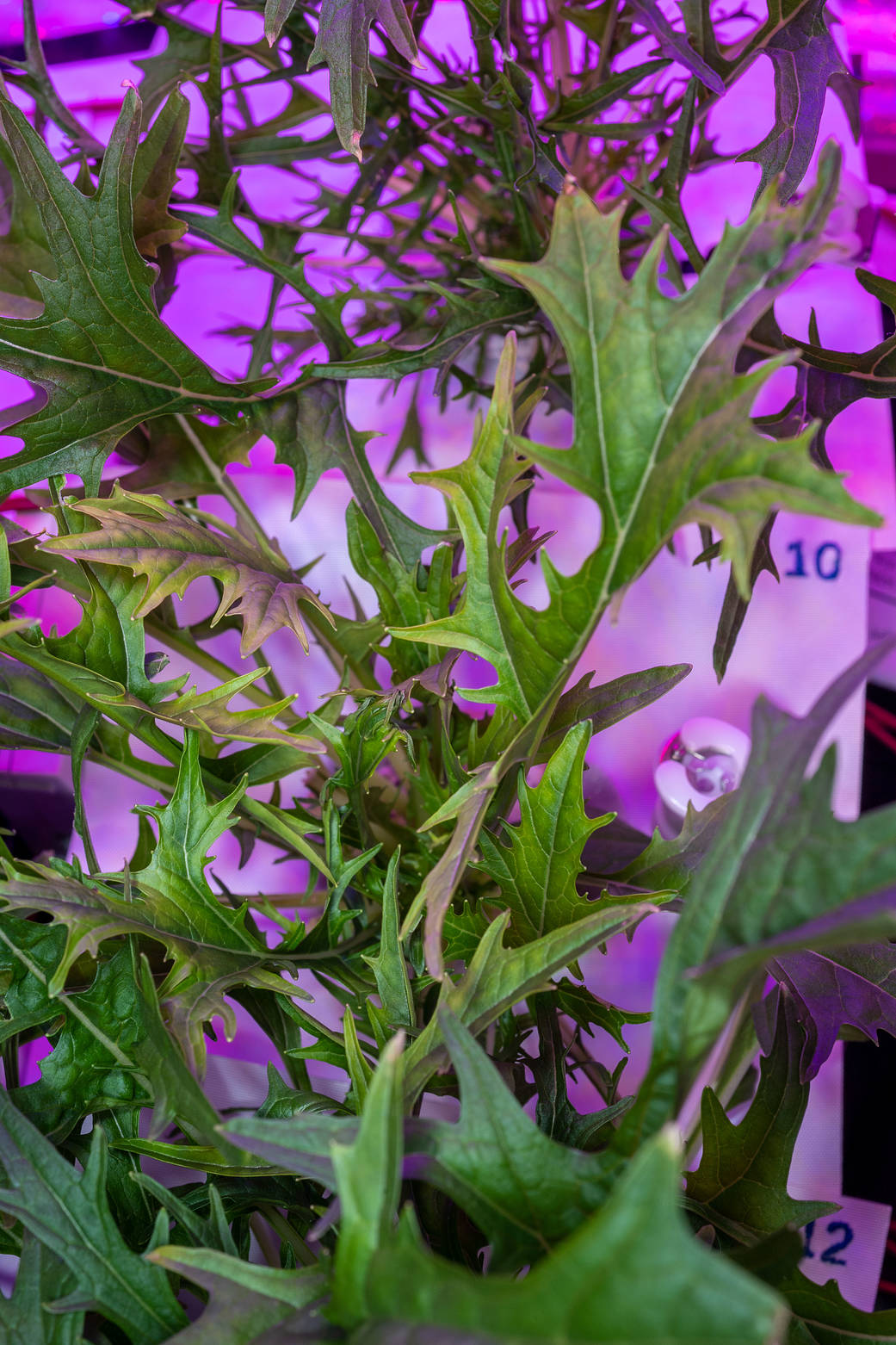 Mizuna mustard greens are growing aboard the International Space Station