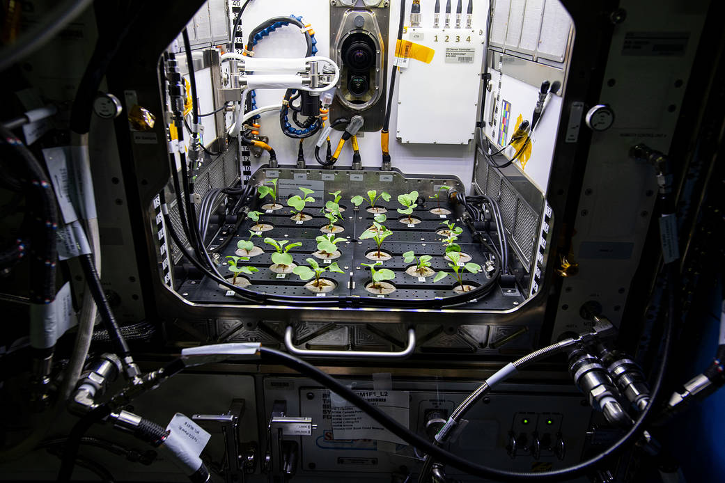 Radishes are being grown during the PH-02 experiment aboard the International Space Station.
