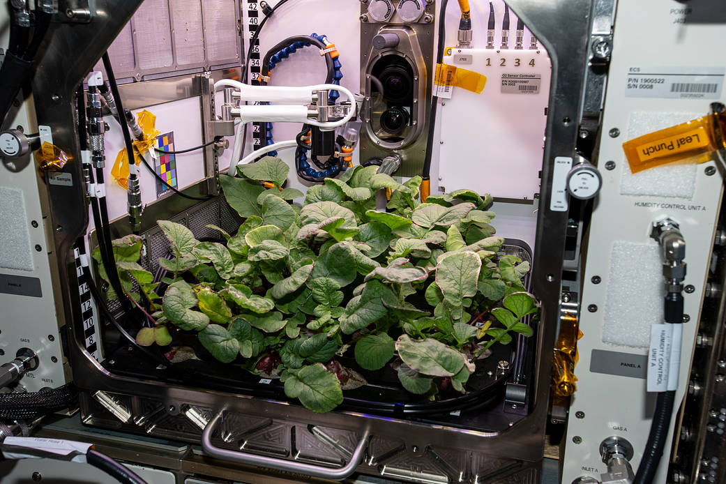 Radish plants are pictured growing for the Plant Habitat-02 experiment