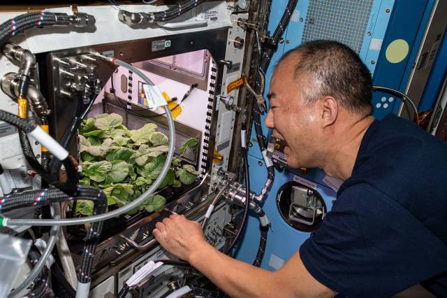 Expedition 64 Flight Engineer Soichi Noguchi checks out radish plants