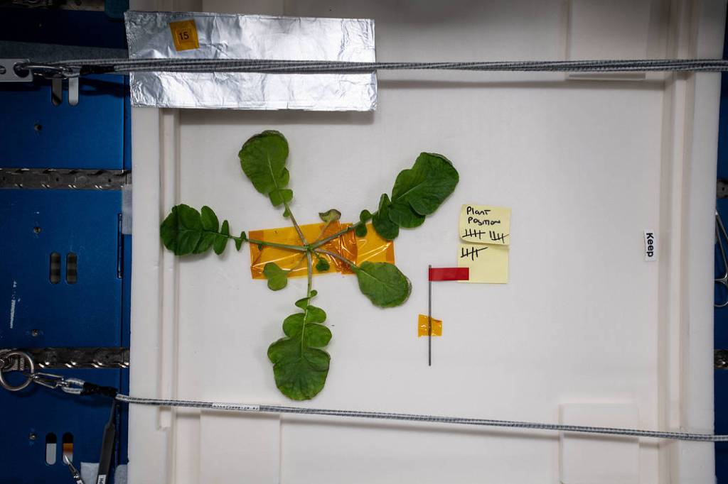 Radish leaves cut from the bulb for the Plant Habitat-02 experiment