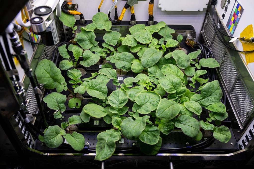 Radish plants are pictured inside the station’s Advanced Plant Habitat