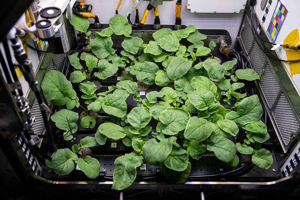 Radish plants are pictured inside the station's Advanced Plant Habitat