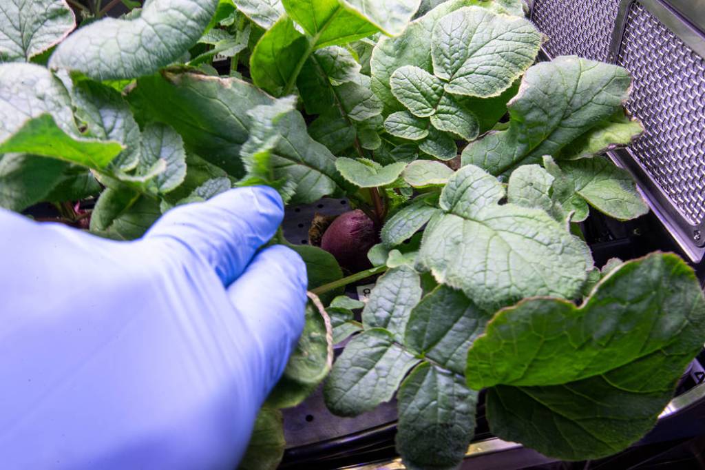A radish bulb is pictured inside the station’s Advanced Plant Habitat