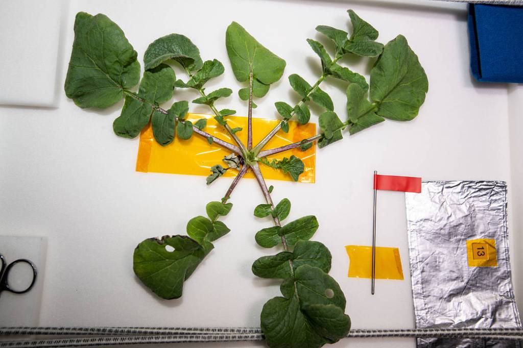 Radish leaves cut from the bulb on the station