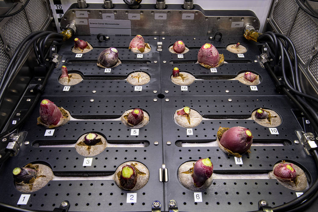 Radish bulbs are pictured inside the station's Advanced Plant Habitat