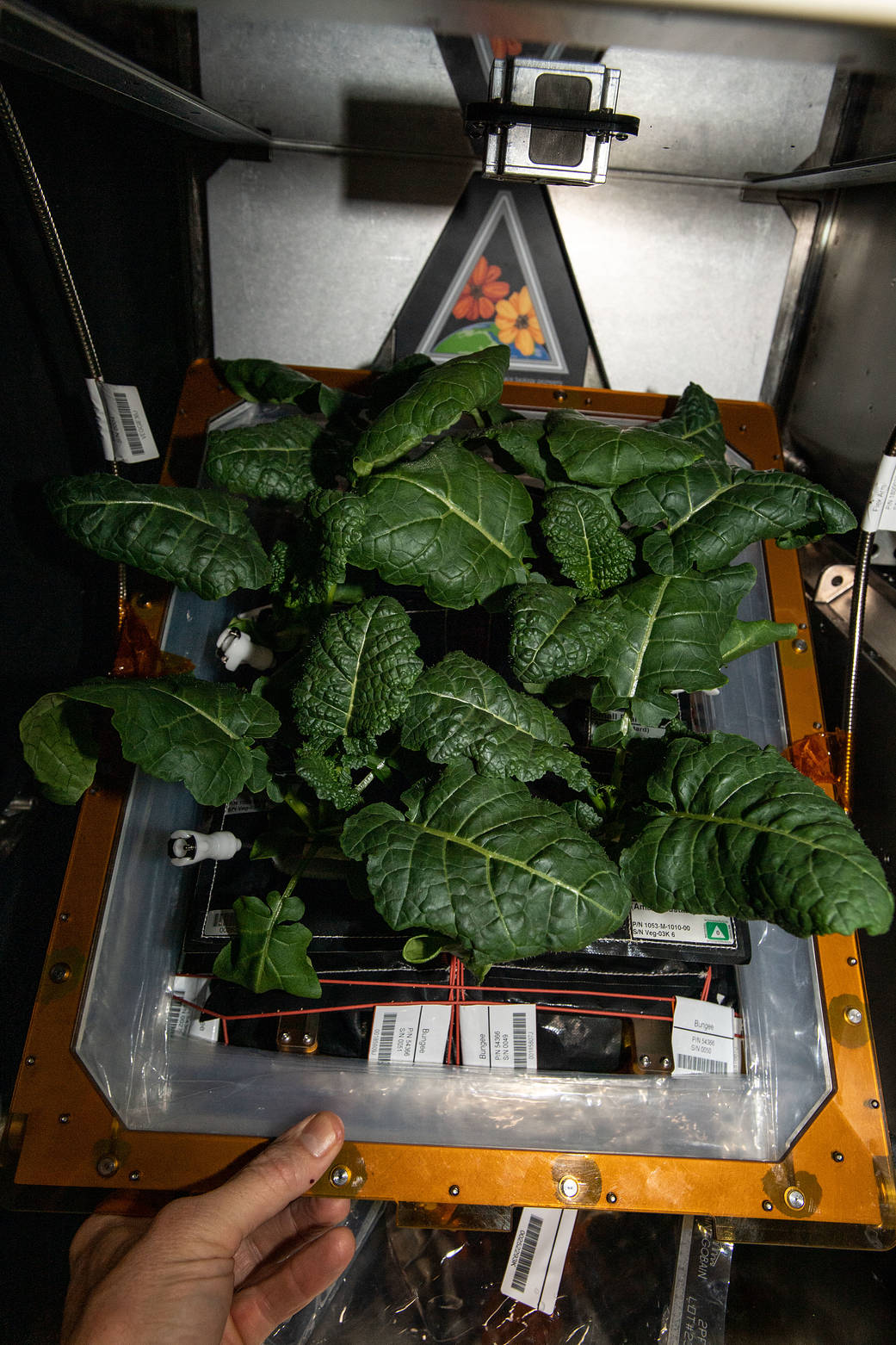 Amara Mustard plants growing on the space station