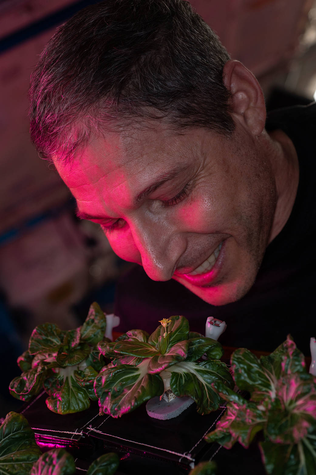 NASA astronaut Michael Hopkins works on the Veggie experiment
