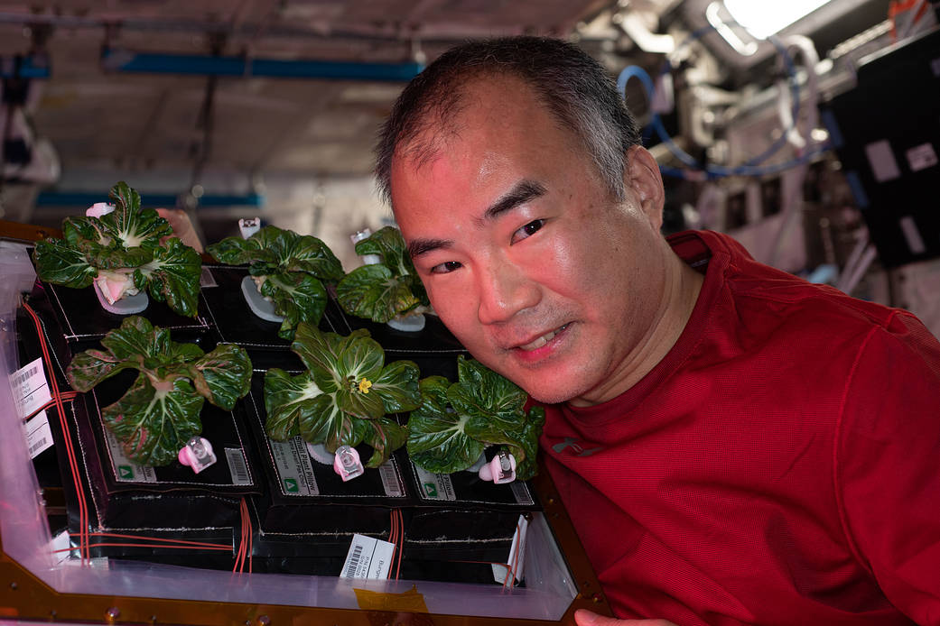 JAXA astronaut Soichi Noguchi works on the Veggie experiment