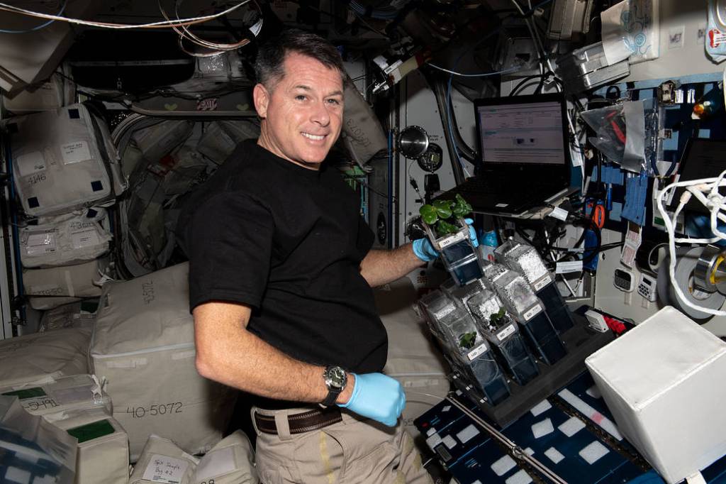 NASA astronaut Shane Kimbrough checks on cotton plants