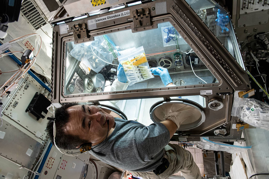 Commander Akihiko Hoshide studies microbes called tardigrades