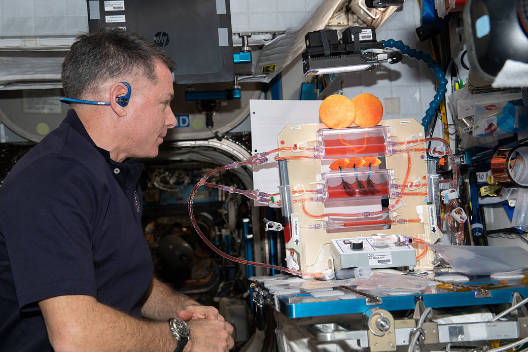 NASA astronaut Shane Kimbrough works on a space botany study