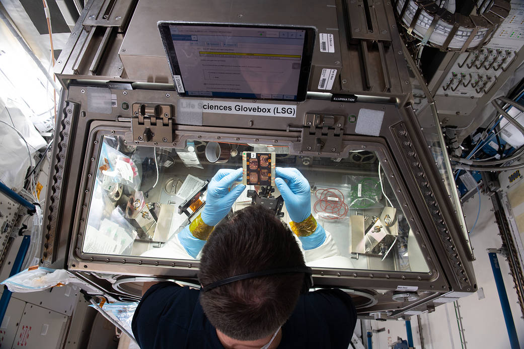 Astronaut Thomas Pesquet works on the Cardinal Muscle investigation