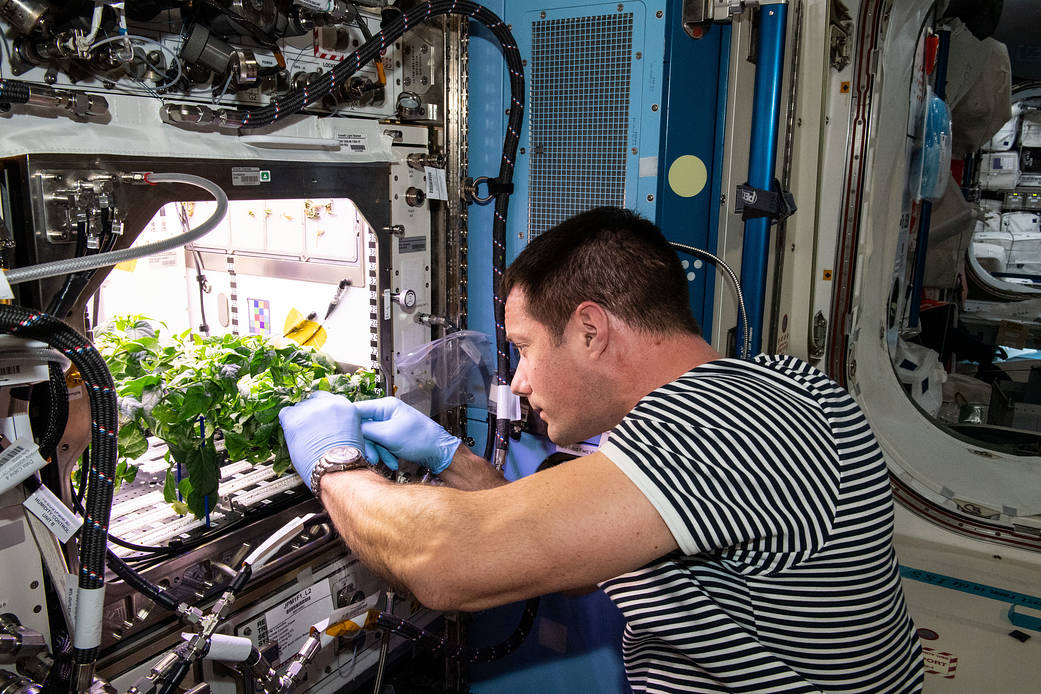 Astronaut Thomas Pesquet cleans up plant debris.