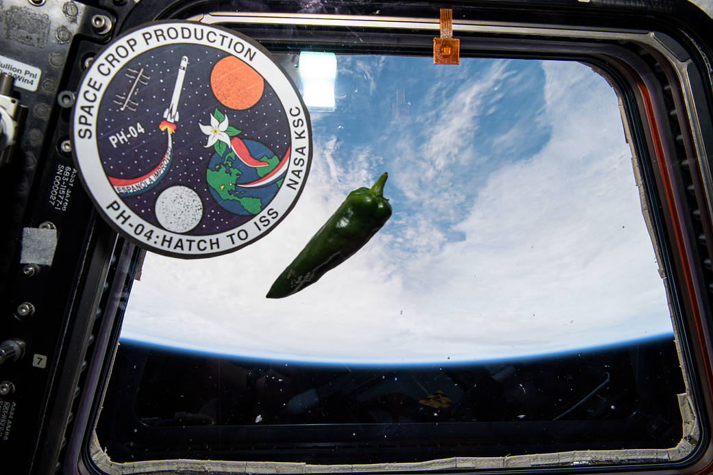 A chile pepper is pictured suspended in weightlessness