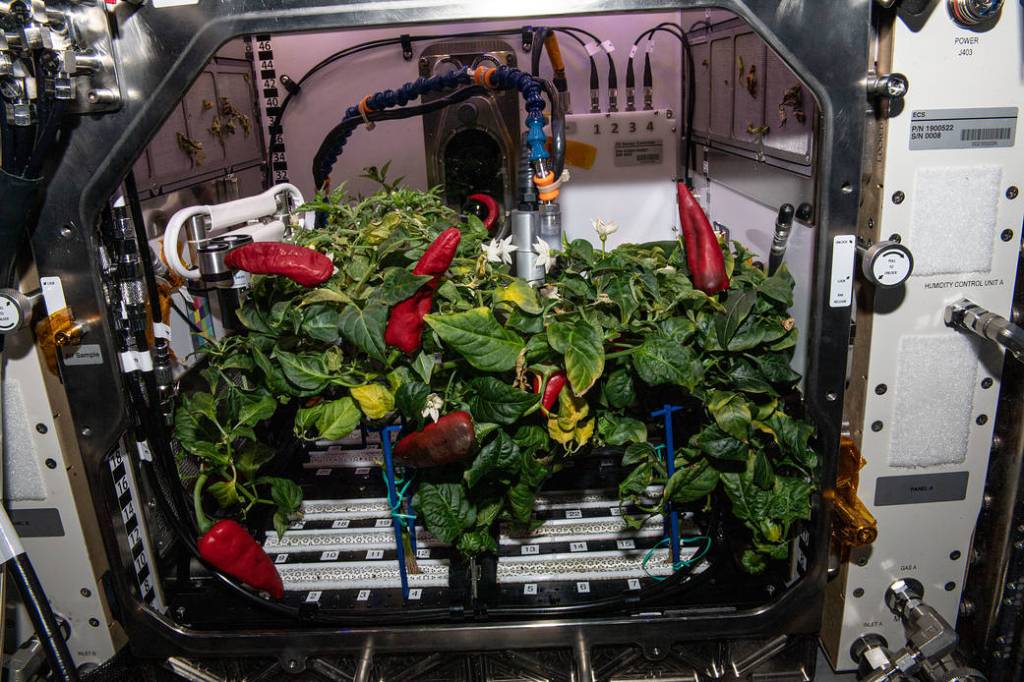 Fresh chile peppers grown on the International Space Station