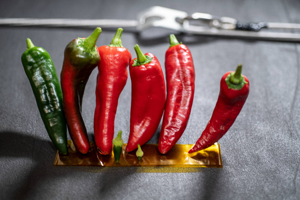 Fresh chile peppers grown on the International Space Station