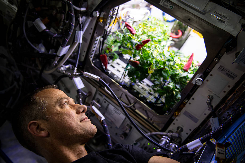 Astronaut Thomas Marshburn checks out chile peppers growing in the station