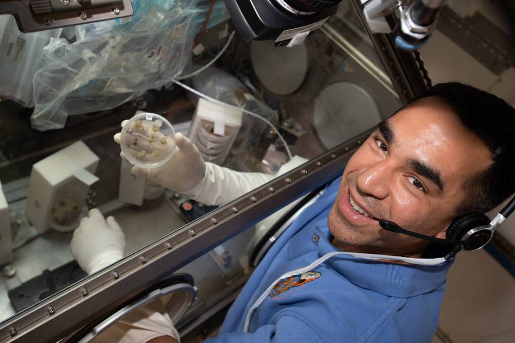 NASA astronaut Raja Chari displays cotton cells growing on a petri dish