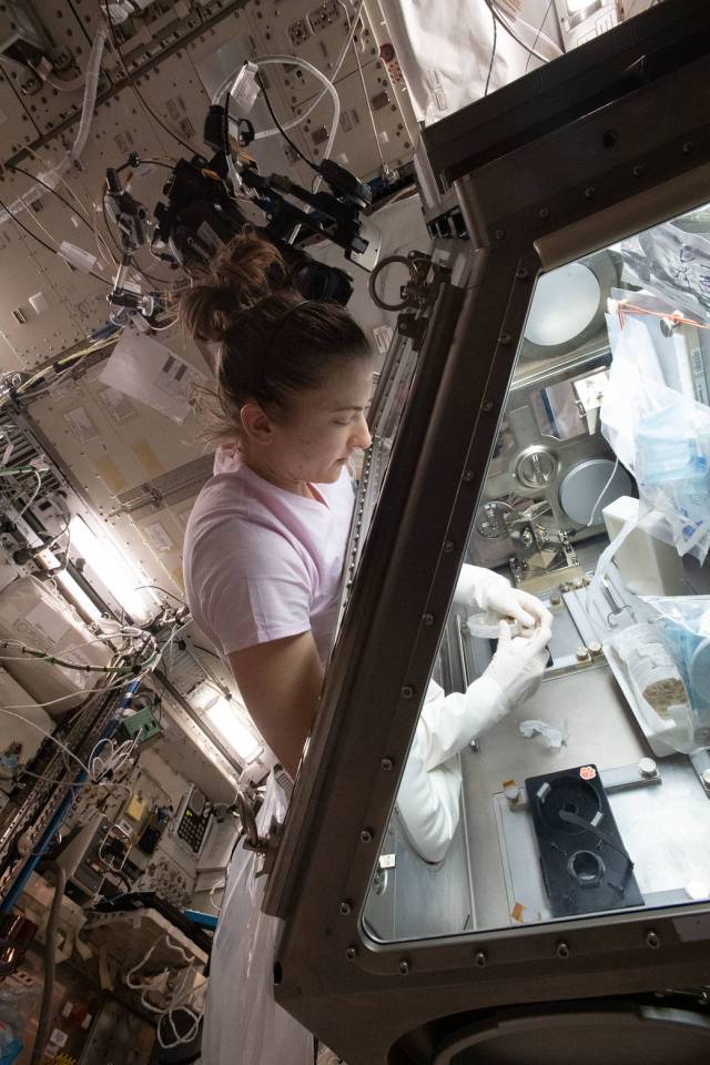 Astronaut Kayla Barron works on a space agriculture study