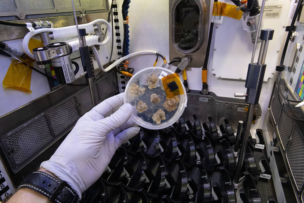 Cotton cell samples are pictured growing on a petri dish