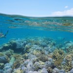 Shallow coral reef sea turtle and fish underwater