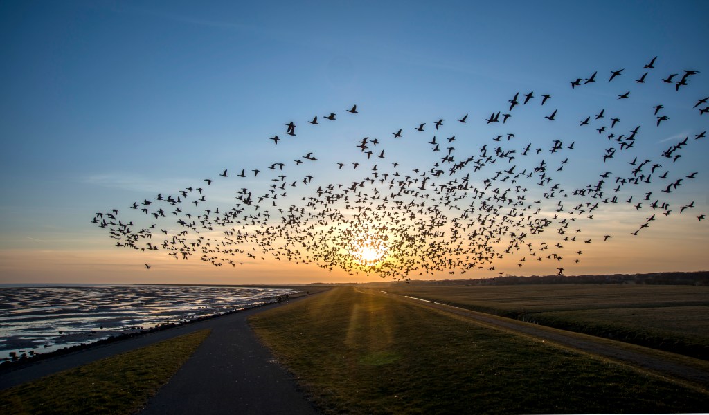 Light yellow/orange sunset photo showing hundreds of geese flying.
