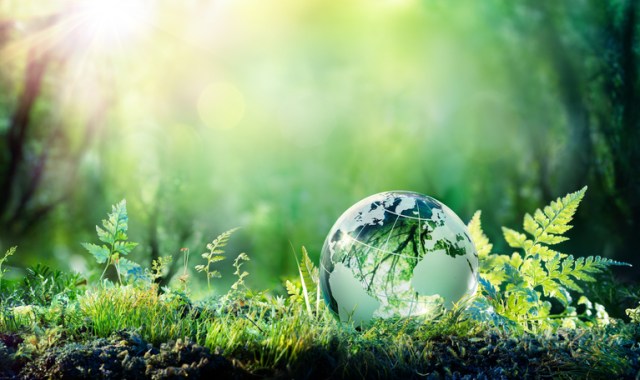 Picture of glass globe on green grass