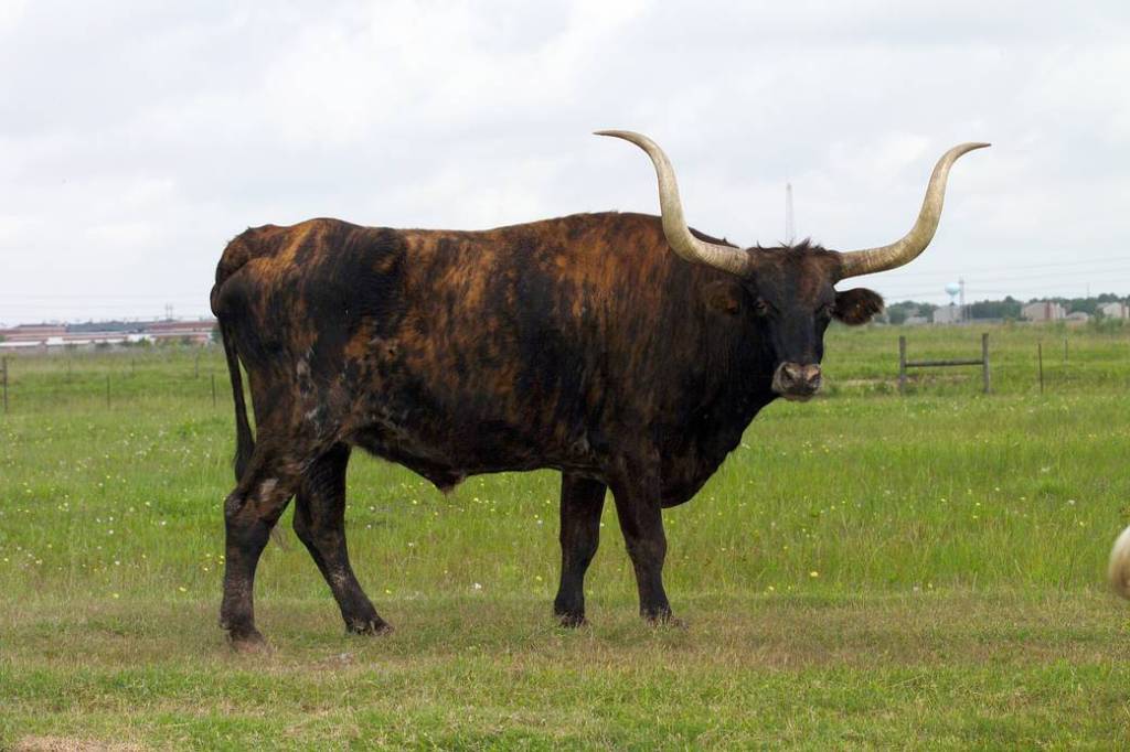 The Longhorns live at JSC