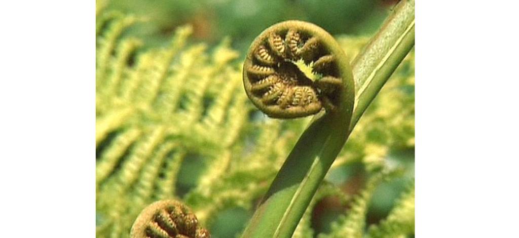 Diversity of Life possible on other planets