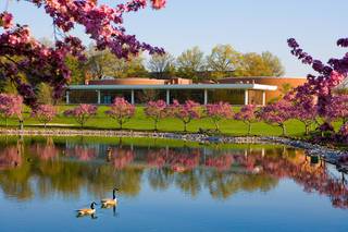 Two geese in a blue pond, surrounded by pink tree blossoms; a low-slung building appears in the middleground with white columns interspersed across a dark, glass edifice