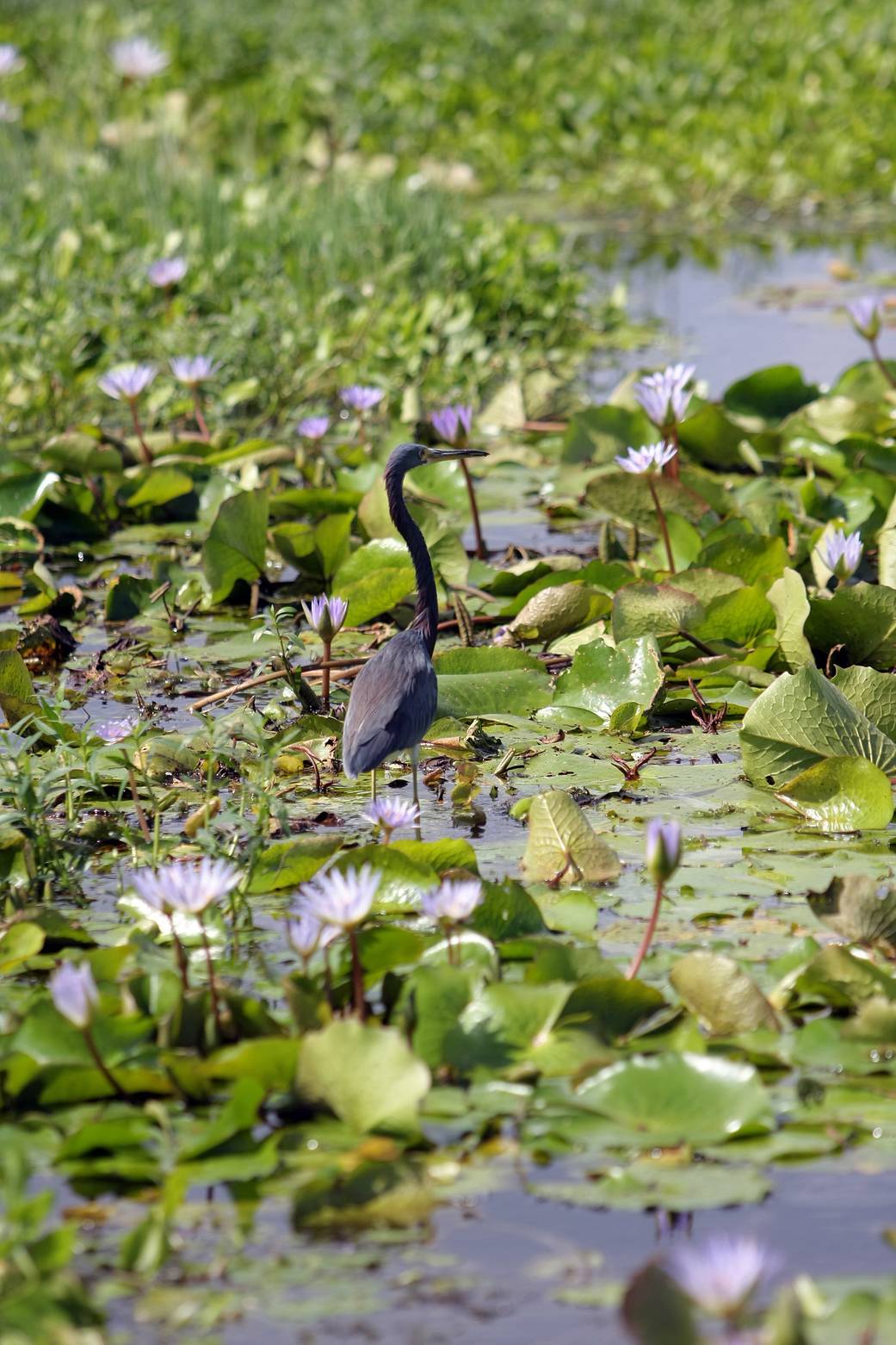 A great blue heron stands watch among a pond of water lilies on NASA's Kennedy Space Center in Florida.