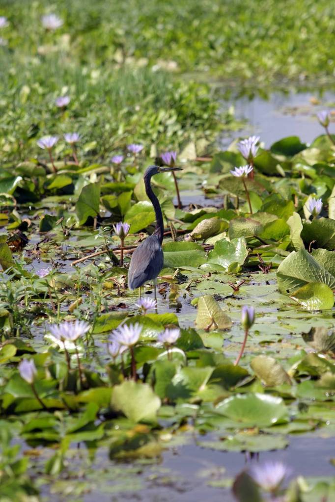 Flora, Fauna at NASA’s Kennedy Space Center