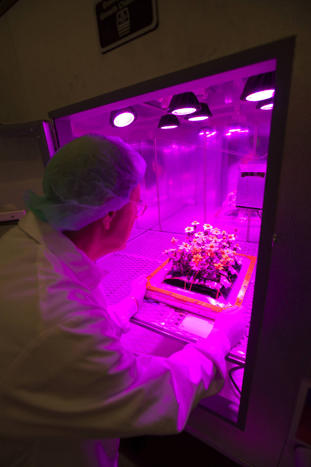 The base tray containing zinnias is removed from a controlled environment chamber.