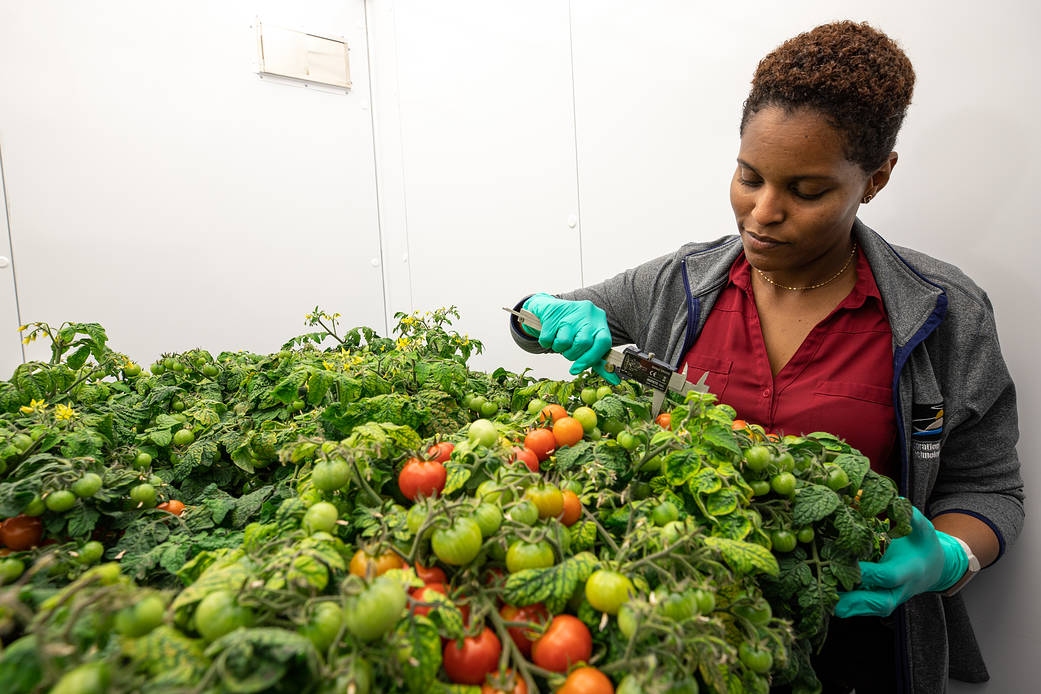 Lashelle Spencer, plant scientist at NASA's Kennedy Space Center, takes measurements on tomato plants.