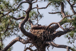 A baby American bald eagle in a nest at NASA's Kennedy Space Center