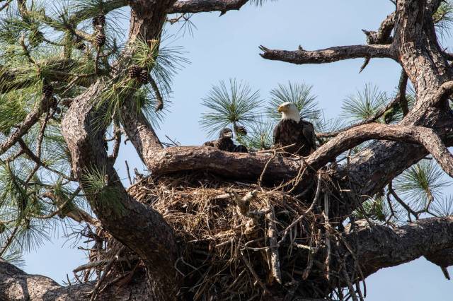 A baby American bald eagle spends time with one of its parents in a nest at Kennedy Space Center