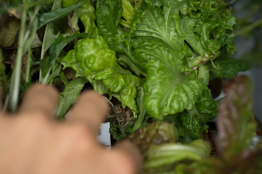 Red lettuce plant on the Space Station