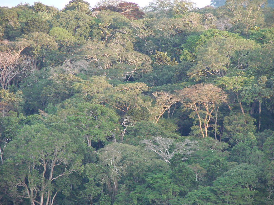 The layered forest of Lopé National Park (Gabon).