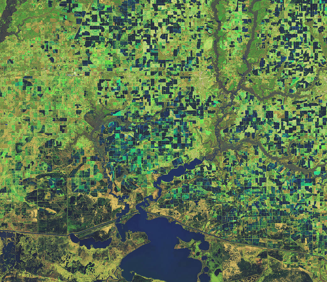 False-color image of flooded rice fields in Jefferson Davis Parish, Louisiana