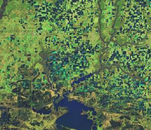 False-color image of flooded rice fields in Jefferson Davis Parish, Louisiana