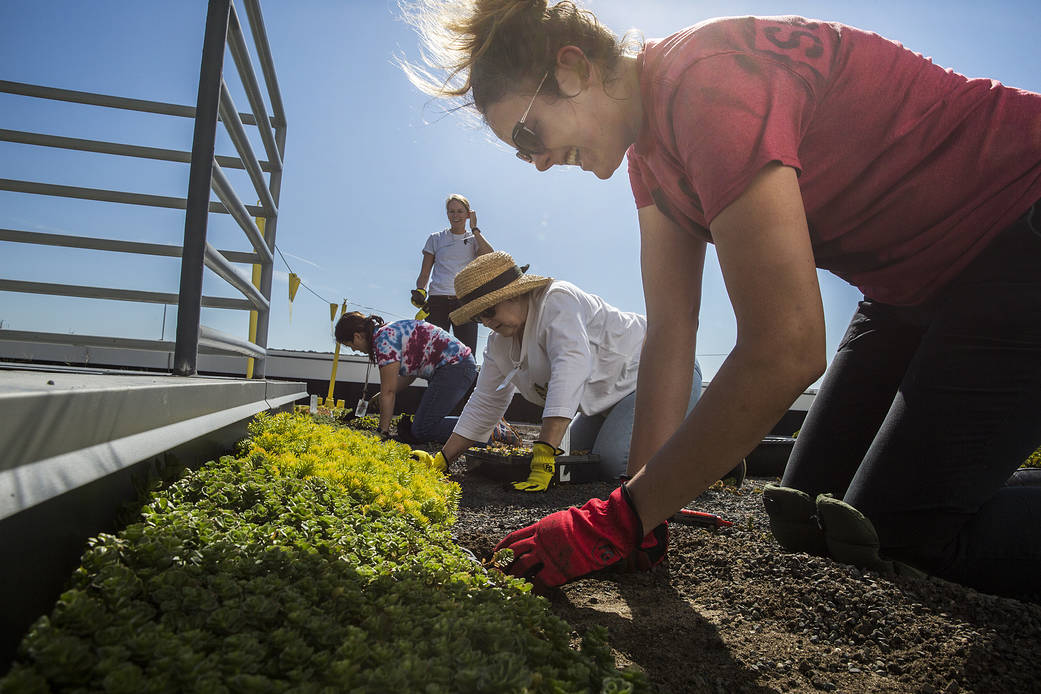 Volunteers plant sedum on the roof of the headquarters building.