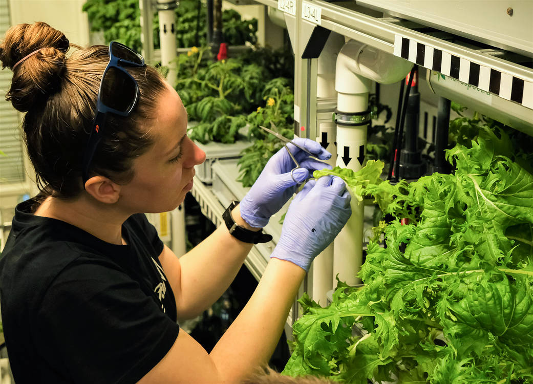 Jess Bunchek, a plant scientist from NASA's Kennedy Space Center, harvests Mizuna mustard greens inside EDEN ISS, a greenhouse at the Neumayer III station in Antarctica, on April 28, 2021.