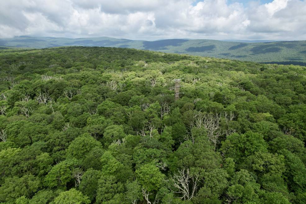 image of green forest, with forested ridges in the background, Partial clouds impart speckled shadows and light to the scene.