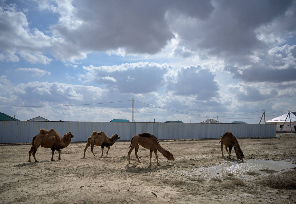 Camels in Baikonur, Kazakhstan
