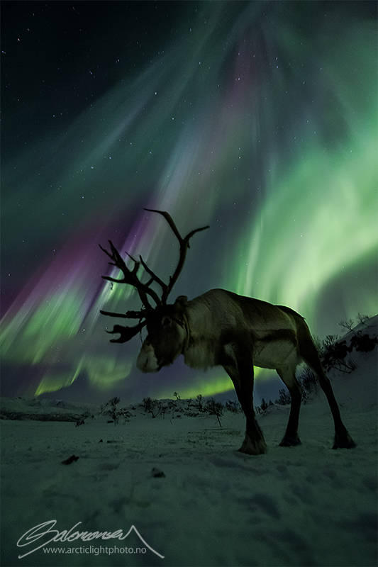 Ole Salomonsen of Norway took this photo of a reindeer backed by aurora on Feb. 20, 2014.