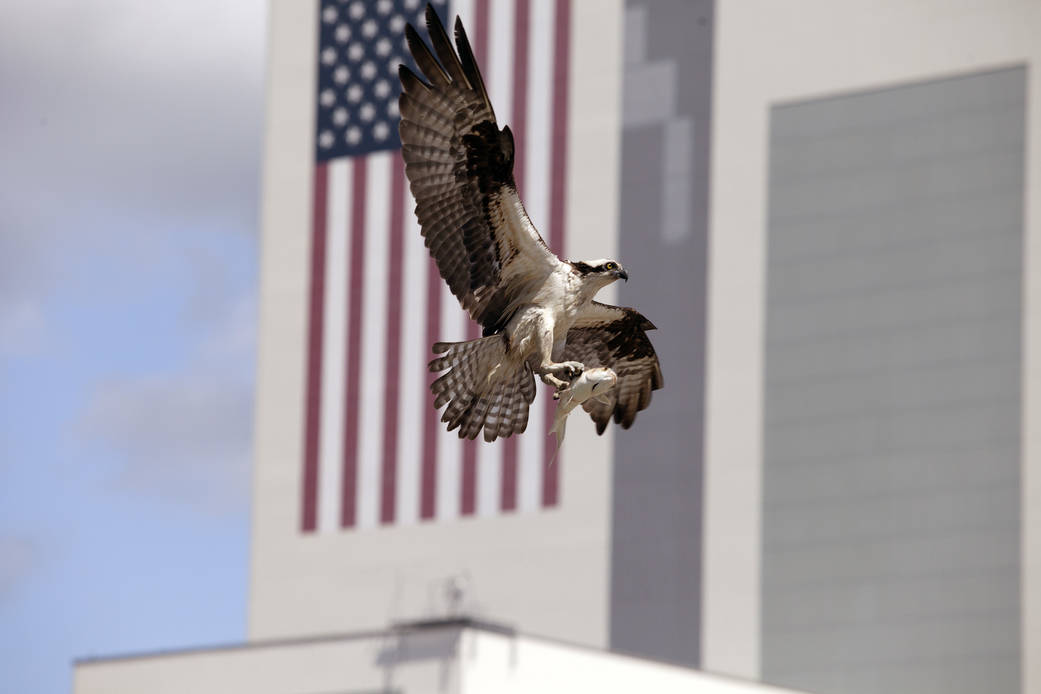 osprey carrying fish in talons about to land, with building wall painted with large US flag in far background