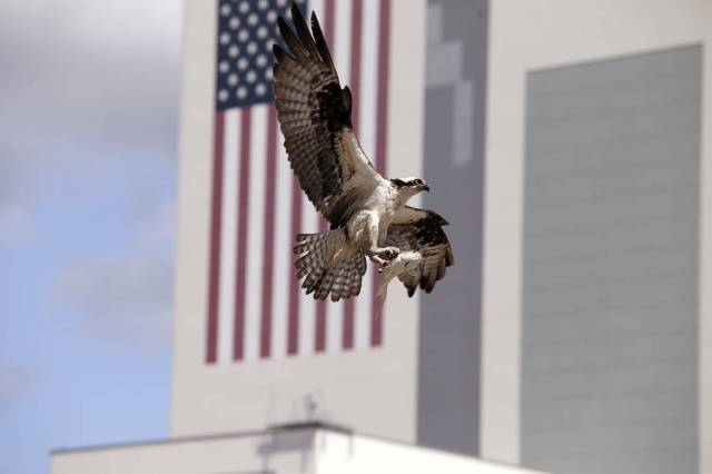 An adult osprey, carrying a fish in its talons, prepares to land in its nest atop a speaker platform in the Press Site parking lot at NASA's Kennedy Space Center in Florida.